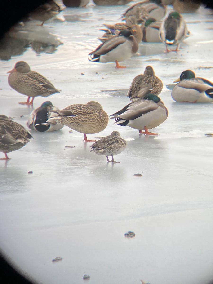 Green-winged Teal - ML291794281