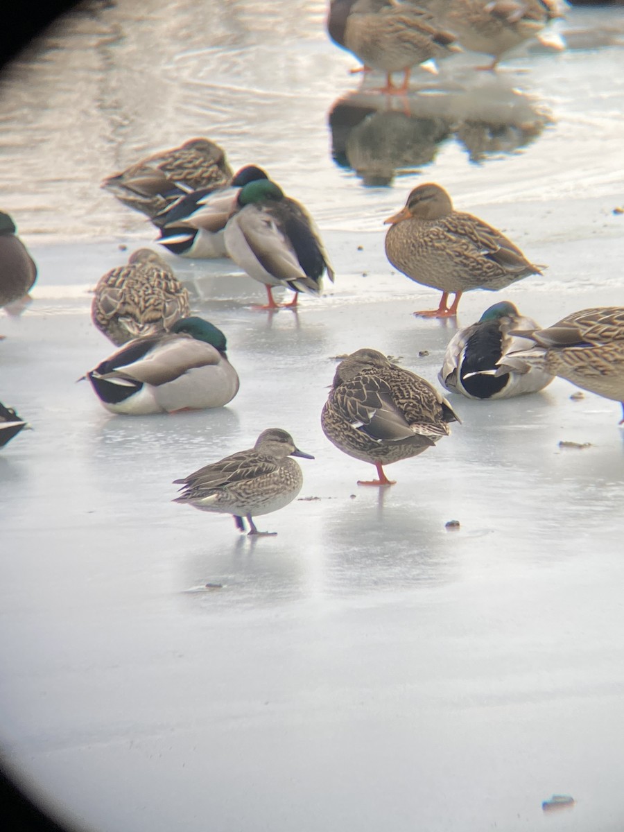 Green-winged Teal - ML291794291