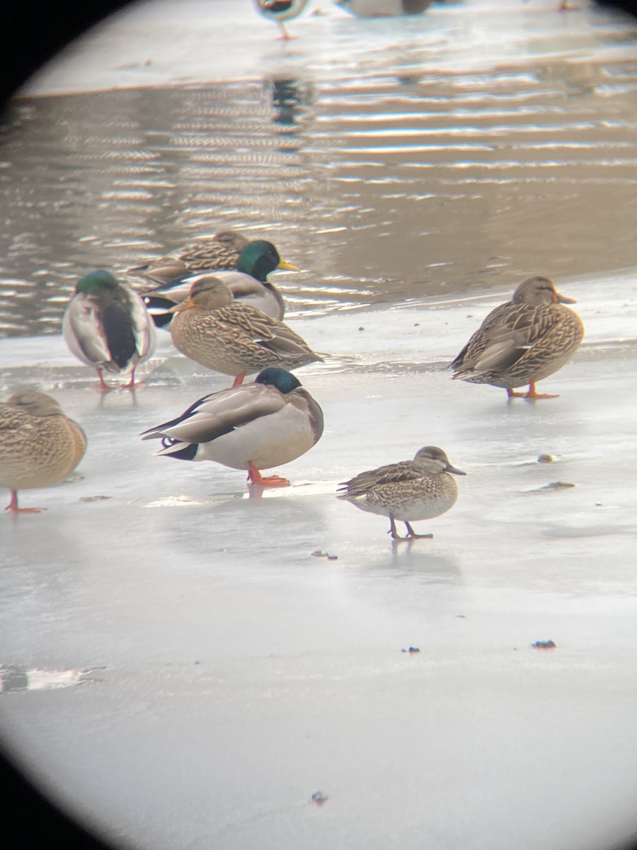Green-winged Teal - ML291794301