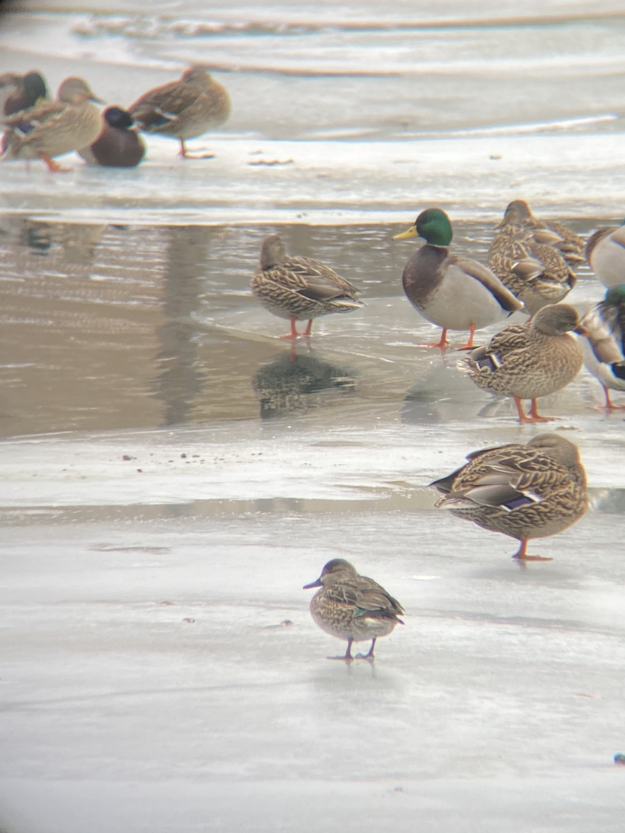 Green-winged Teal - ML291794311