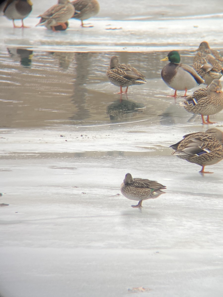 Green-winged Teal - ML291794331