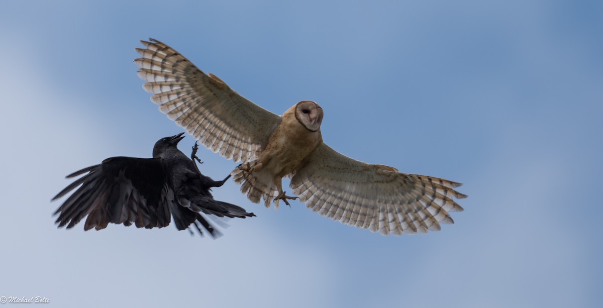 Barn Owl - Michael Bolte