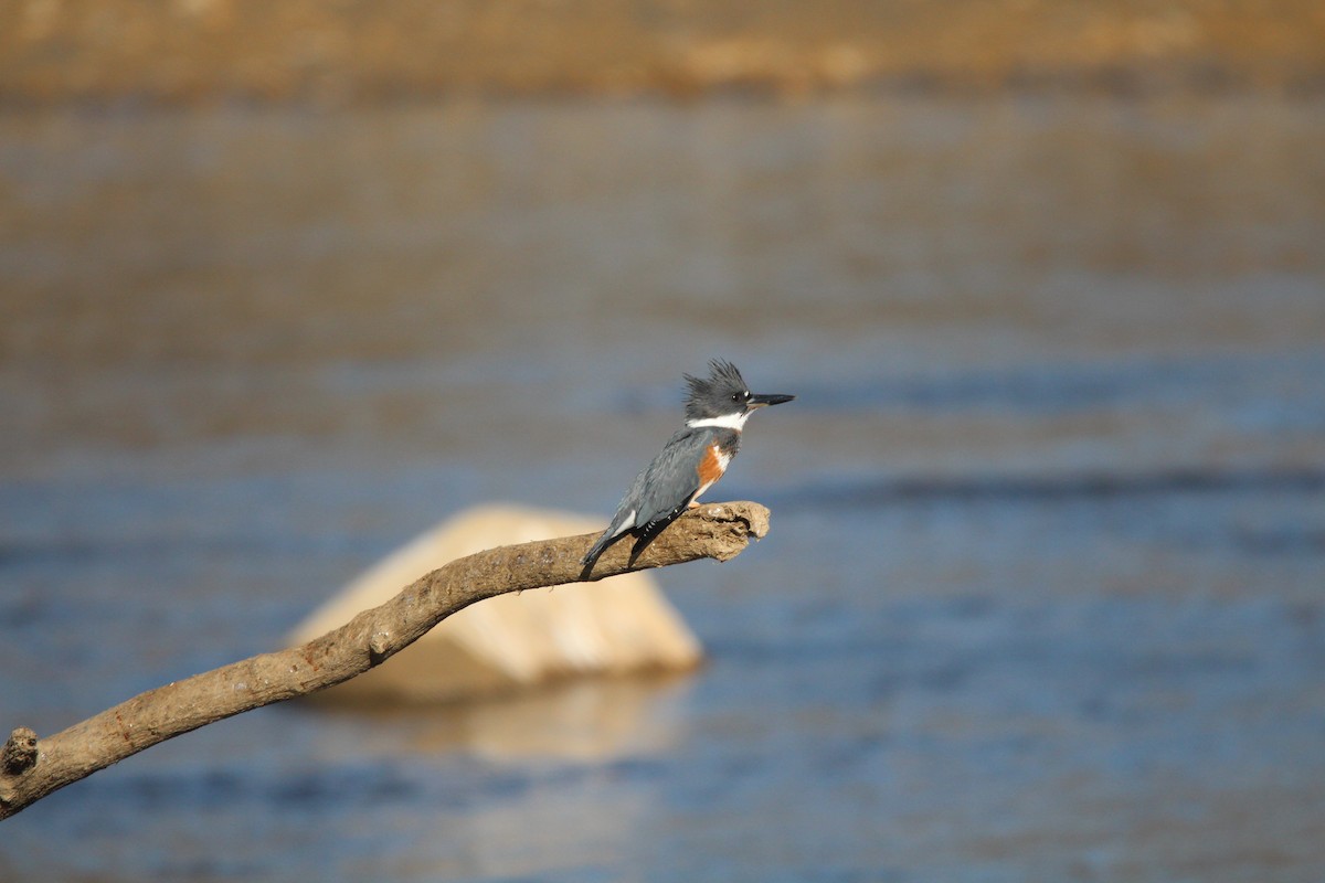 Belted Kingfisher - Rob & Janice Tartell