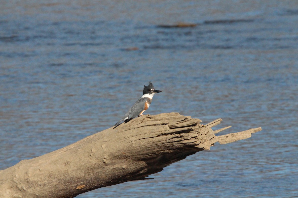 Belted Kingfisher - ML291795541