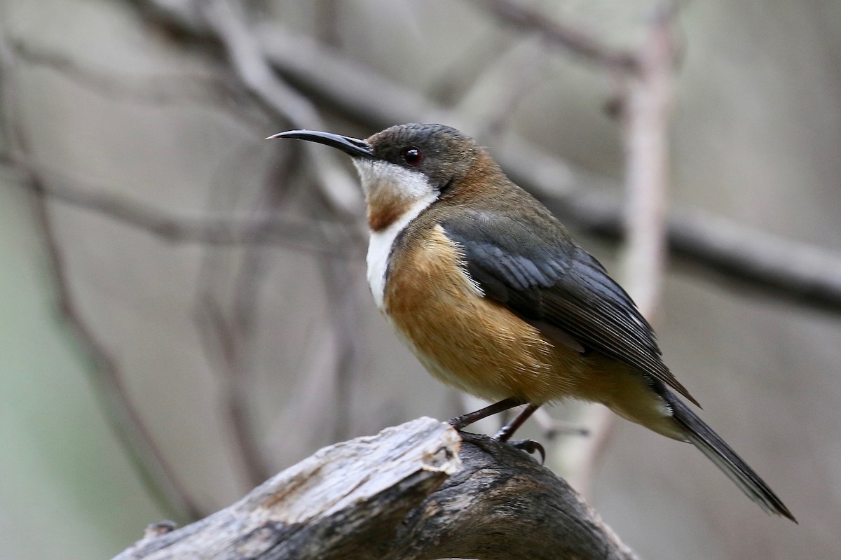 Eastern Spinebill - Jan Andersson