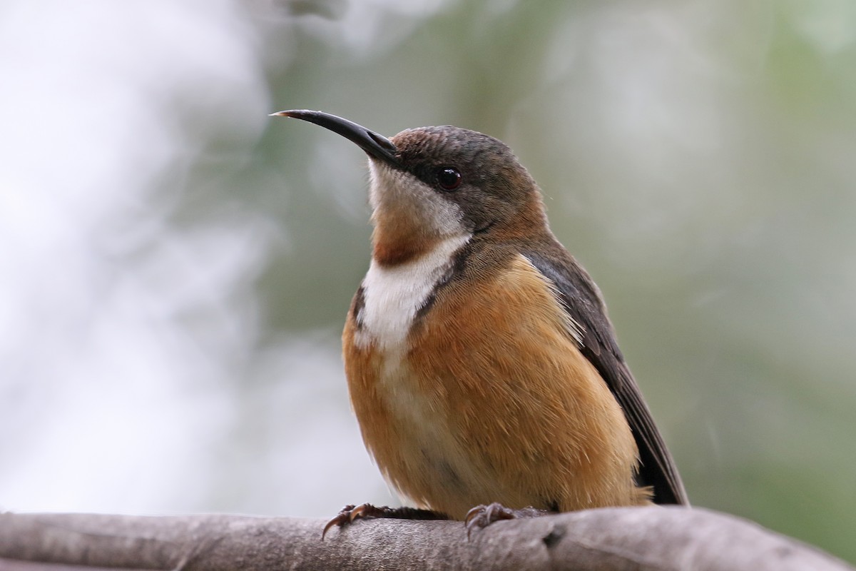 Eastern Spinebill - Jan Andersson