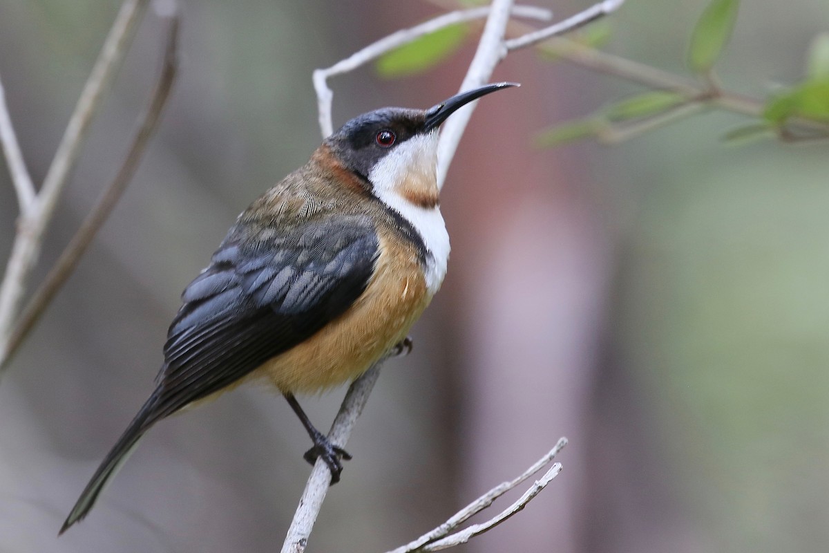 Eastern Spinebill - ML291796601