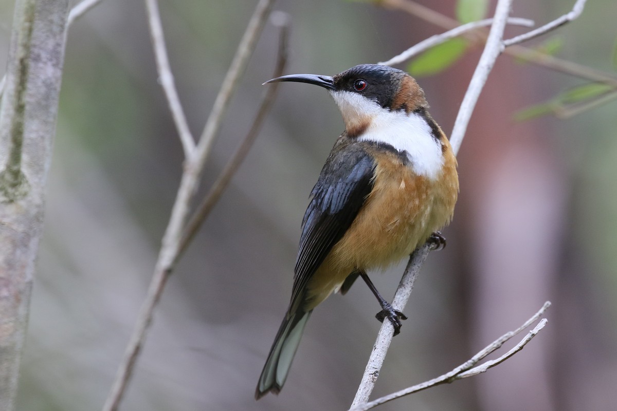 Eastern Spinebill - ML291796611