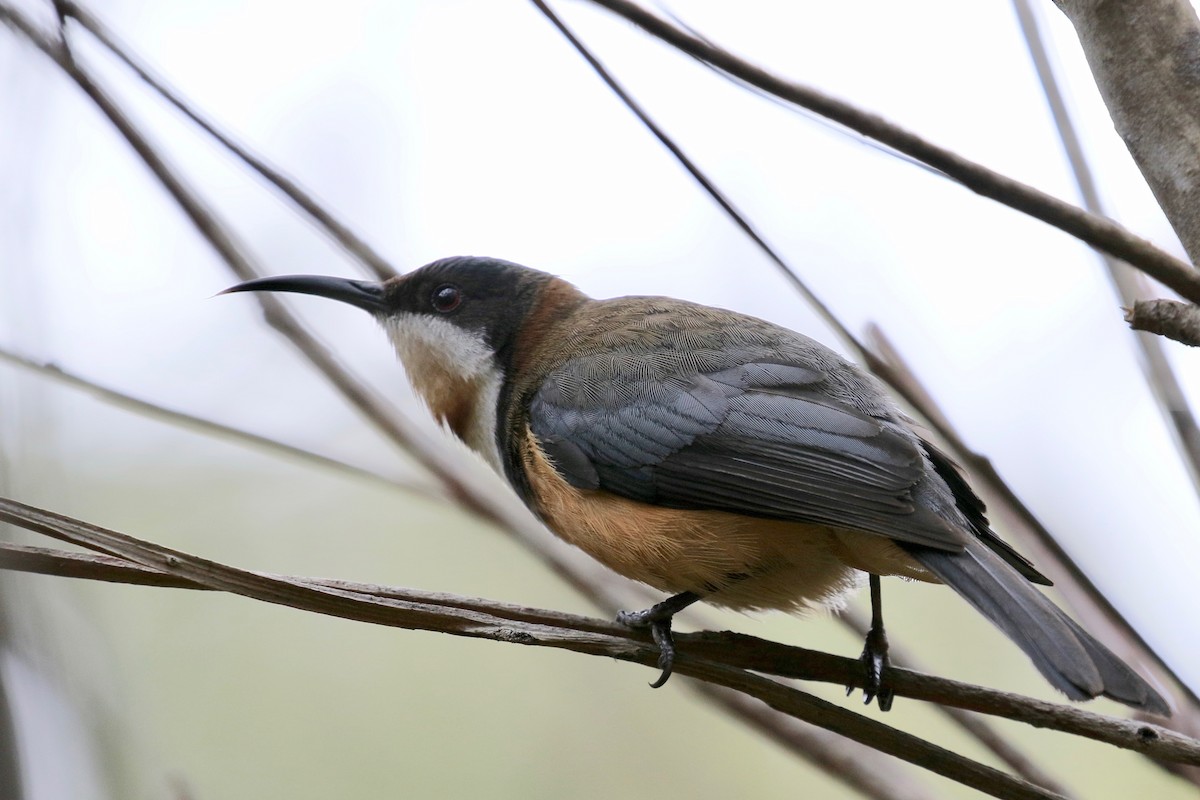 Eastern Spinebill - ML291796621