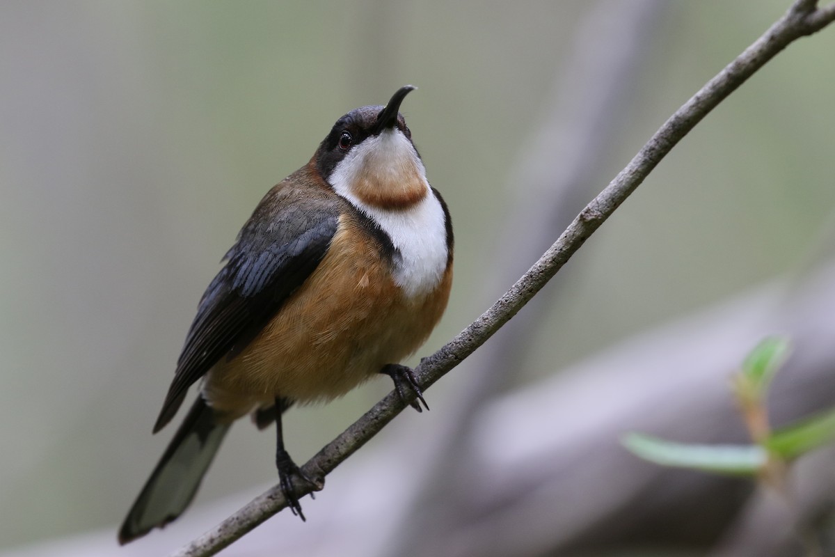 Eastern Spinebill - ML291796631