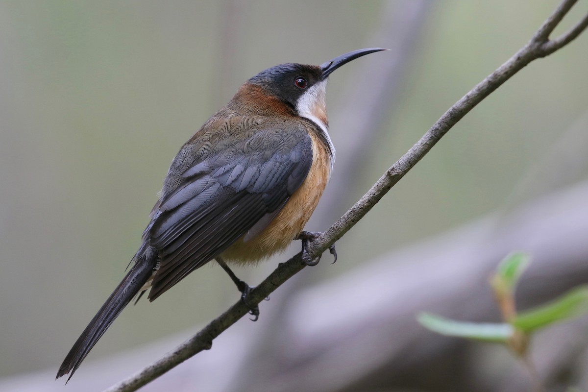 Eastern Spinebill - Jan Andersson