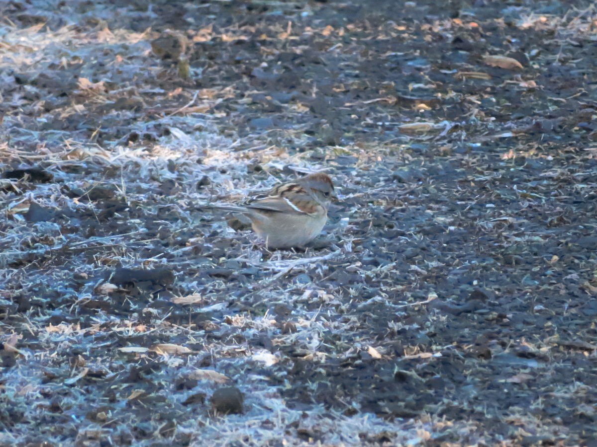 American Tree Sparrow - ML291797121