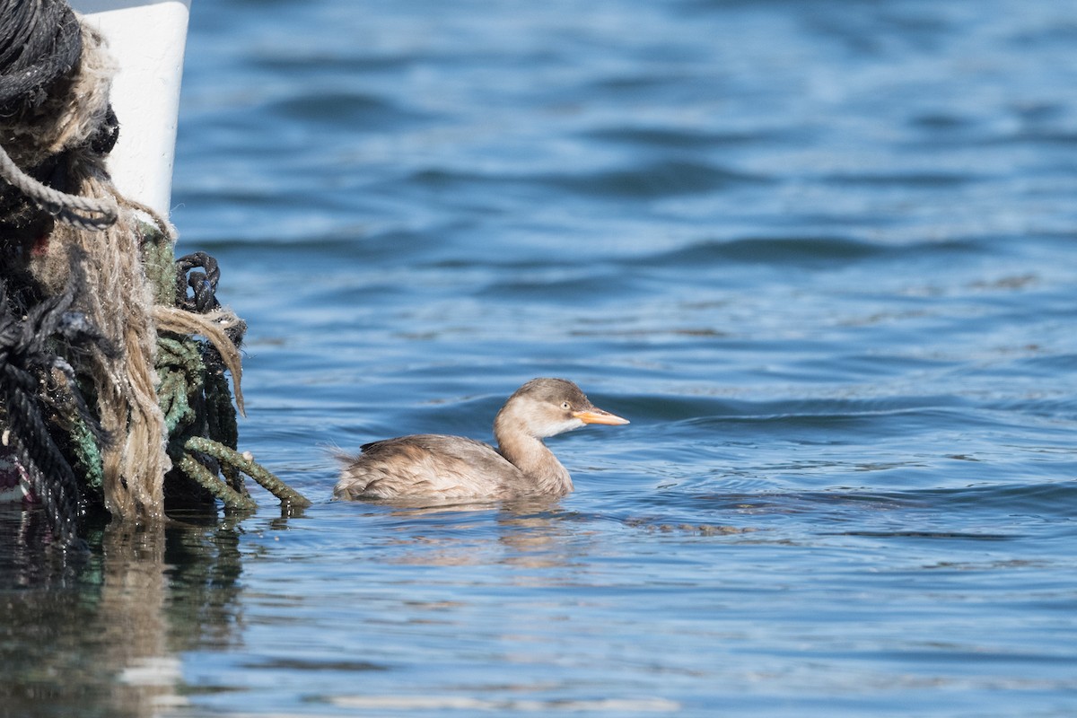 Little Grebe (Little) - ML291797921