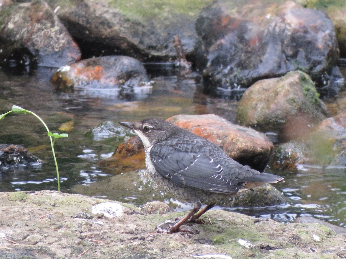 White-throated Dipper - ML291799181