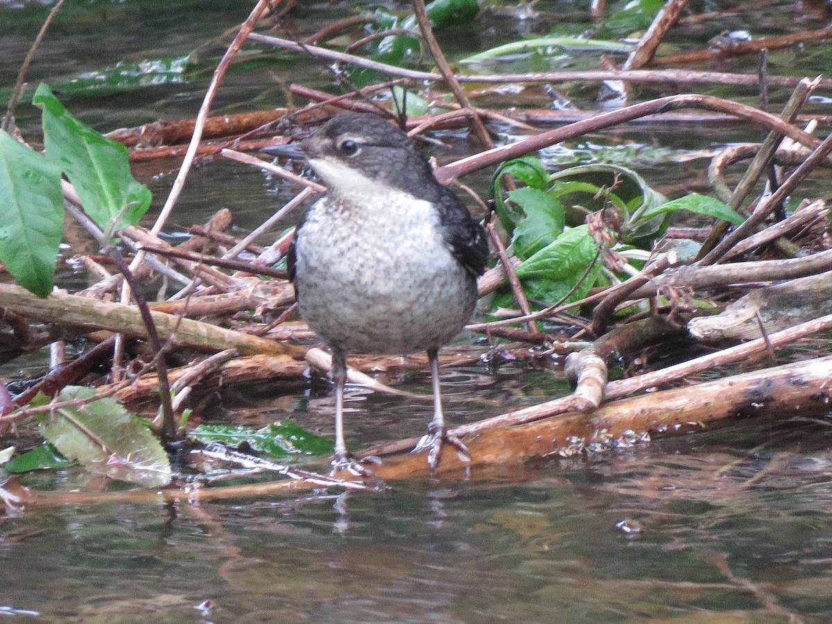 White-throated Dipper - ML291799241