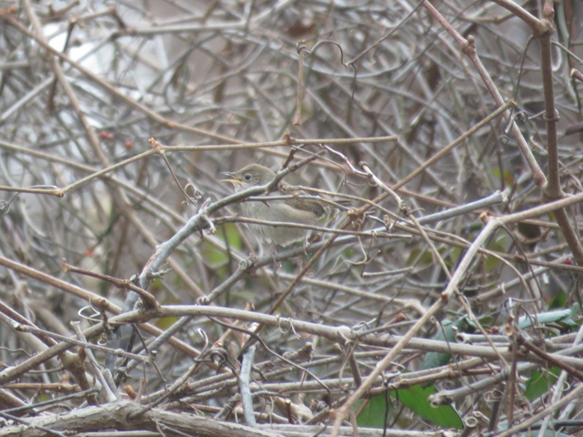 House Wren - ML291800921