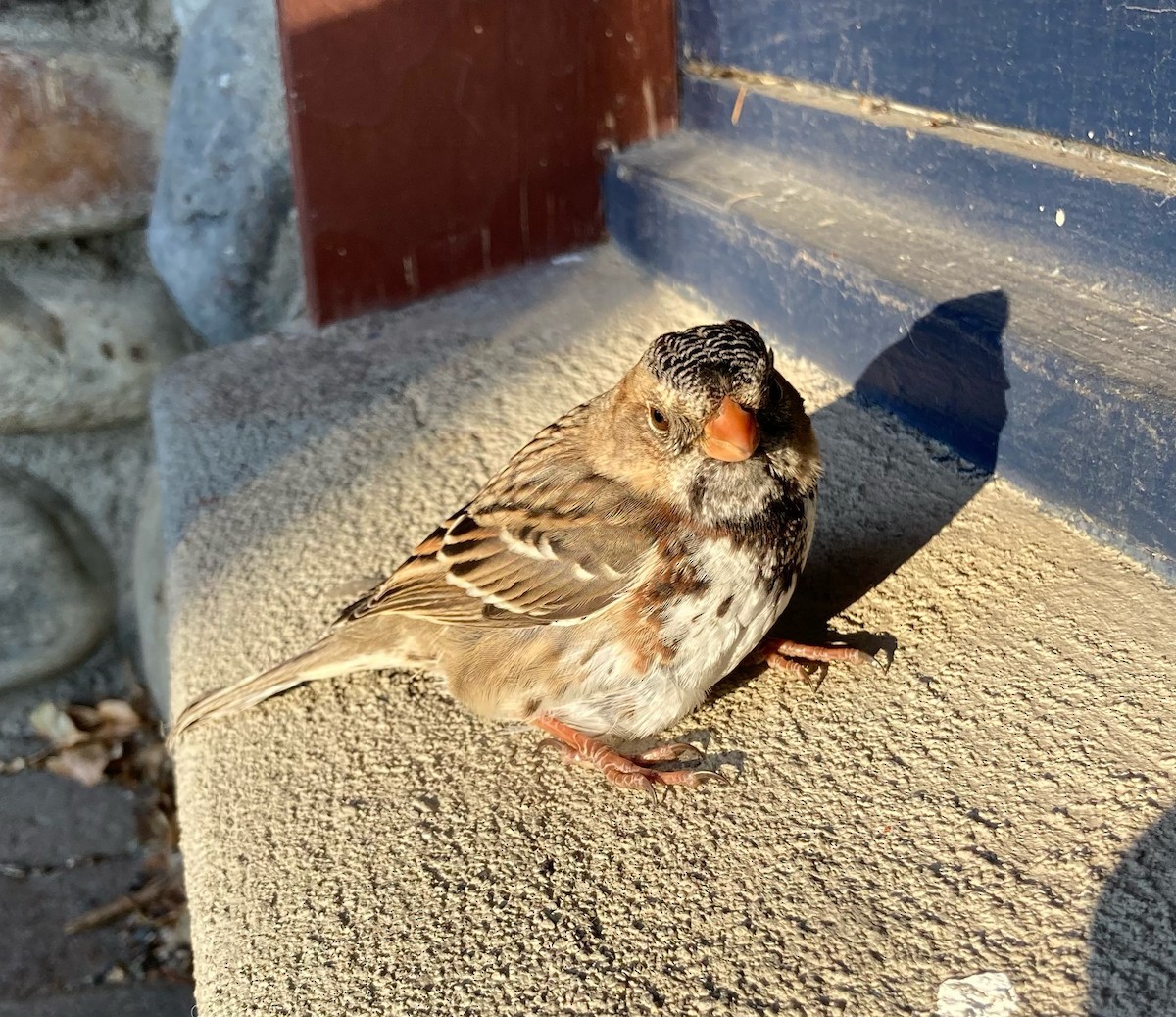 Harris's Sparrow - ML291801021