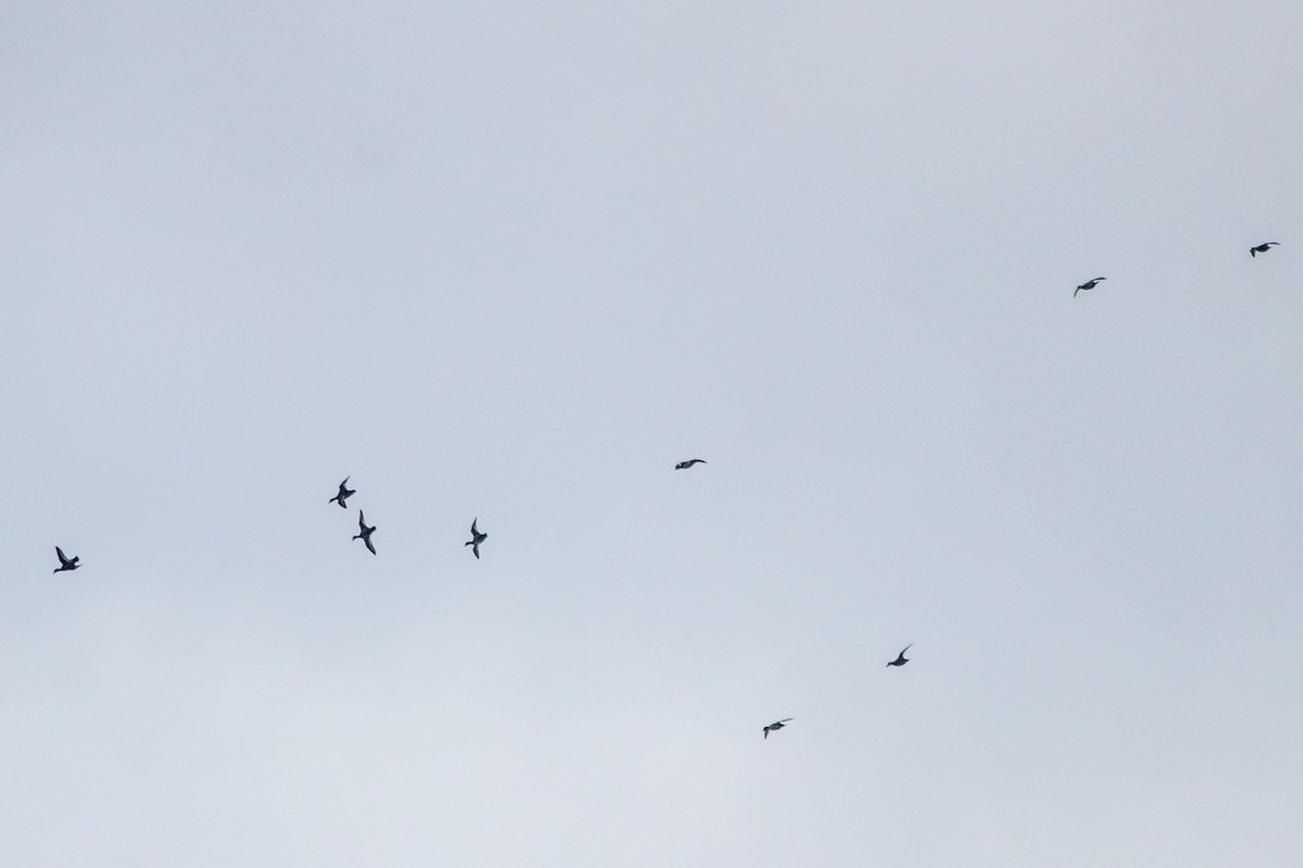 Качка sp. - ML291801701