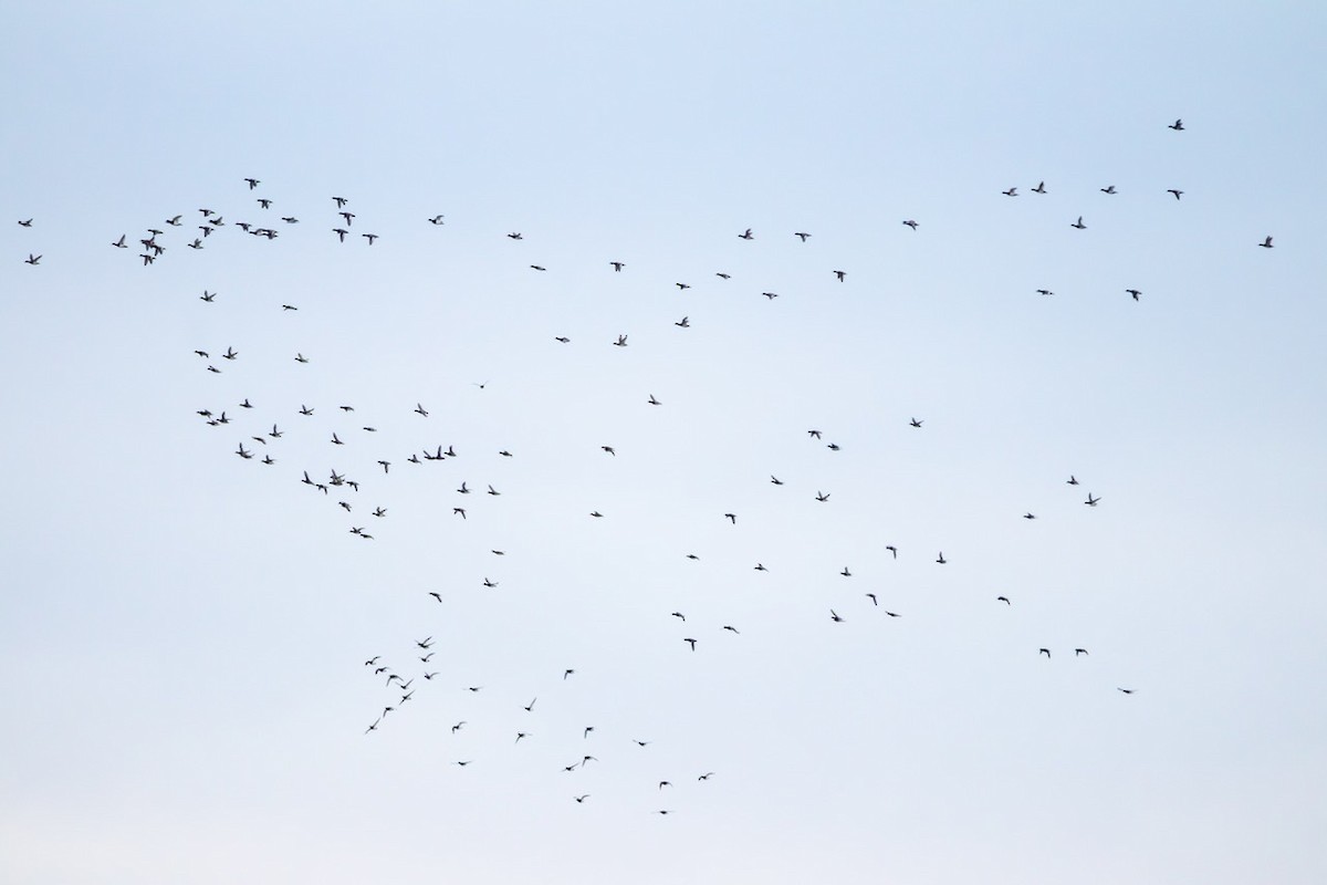 Качка sp. - ML291801711