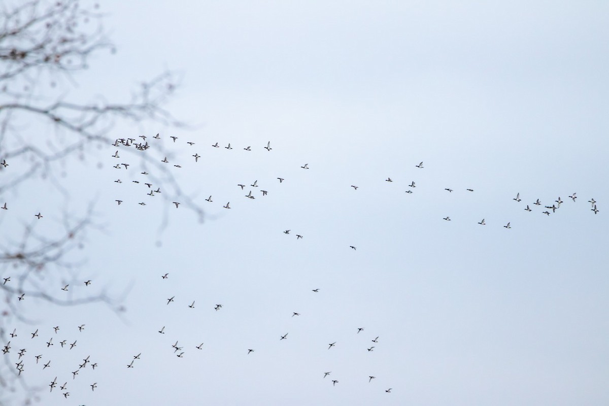 Качка sp. - ML291801721