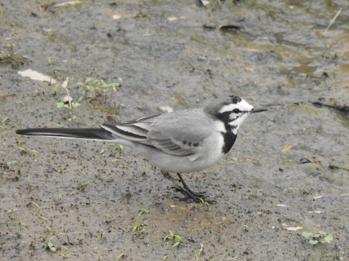 White Wagtail (Moroccan) - ML291802181