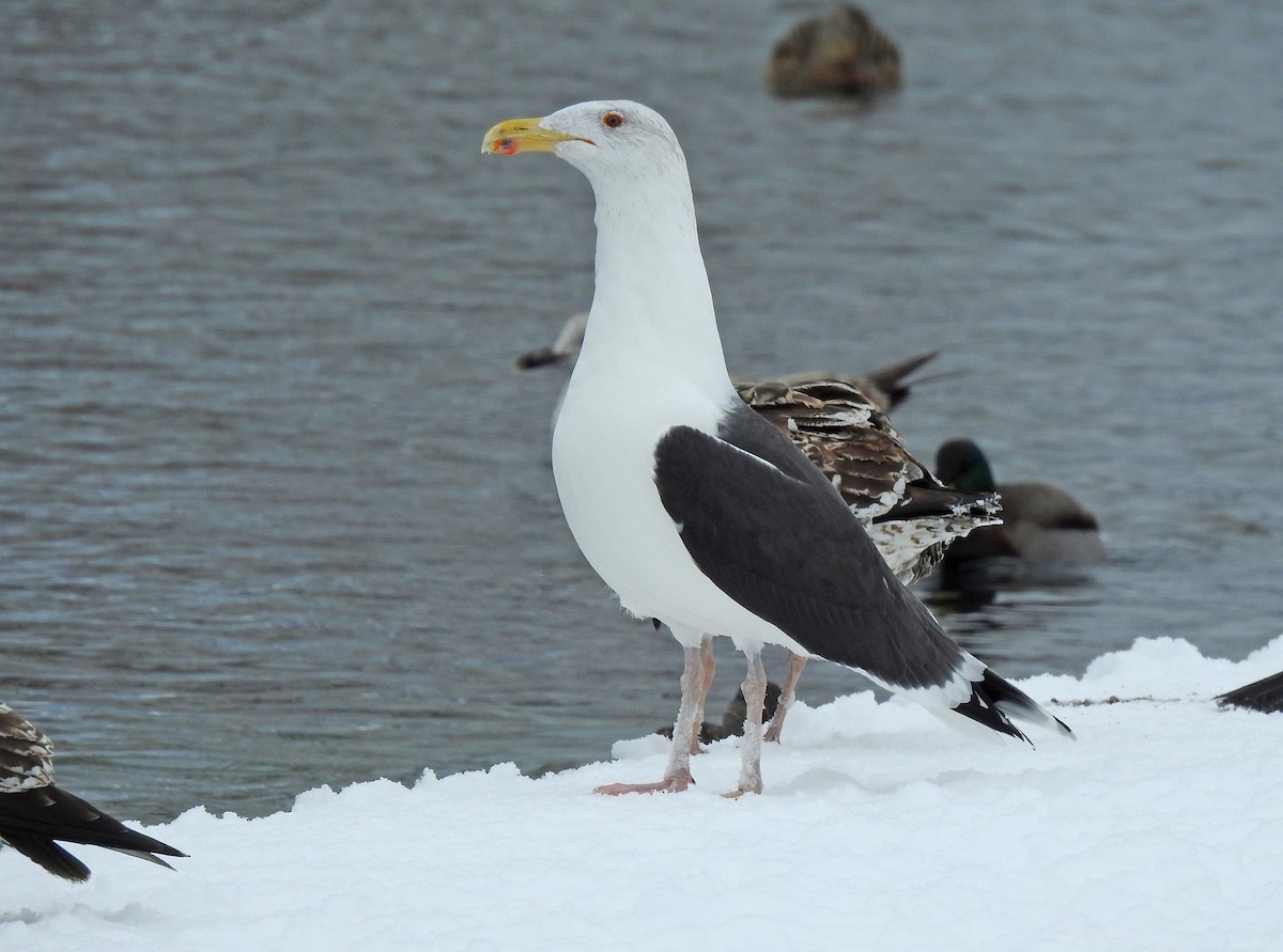Great Black-backed Gull - Jean Iron