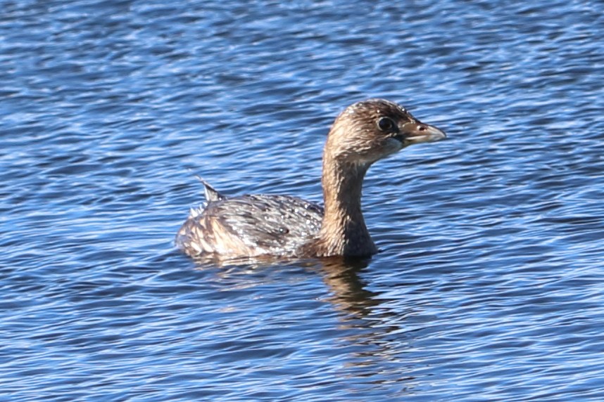 Pied-billed Grebe - ML291805051