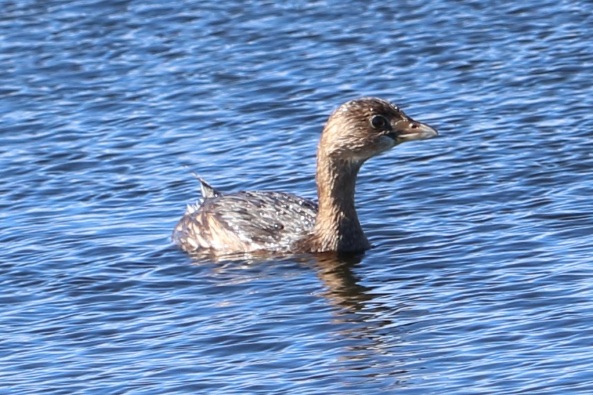 Pied-billed Grebe - 仲志 羅