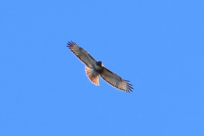 Red-tailed Hawk - ML291805071