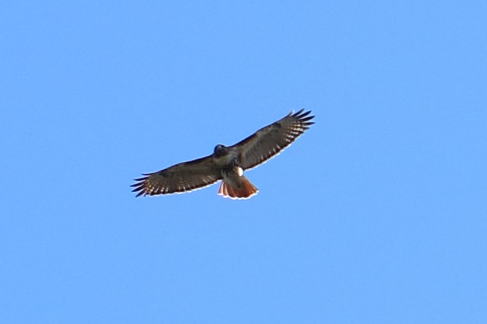 Red-tailed Hawk - ML291805081