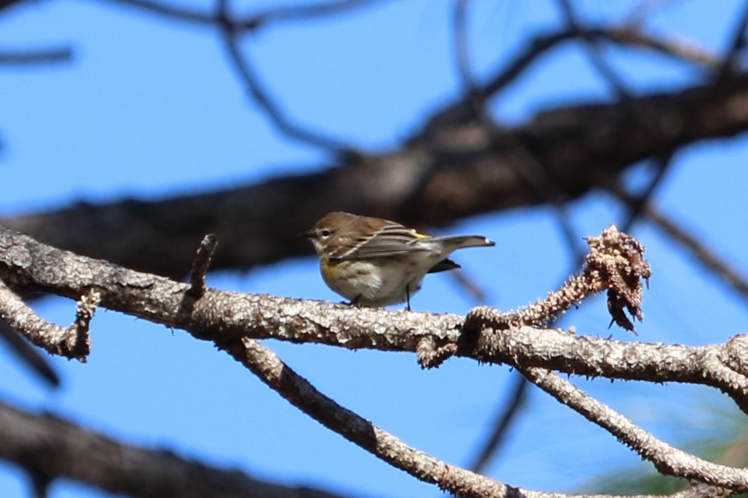 Yellow-rumped Warbler - ML291805091