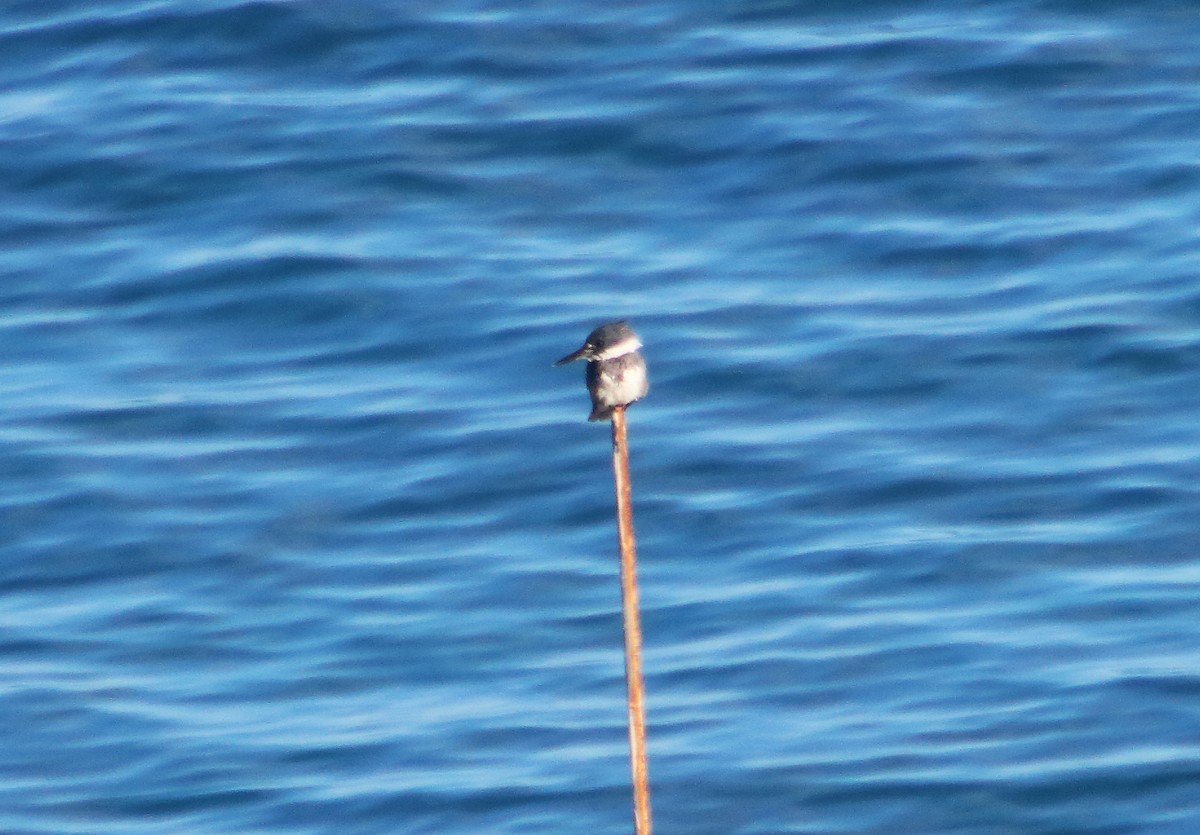 Belted Kingfisher - ML291805161