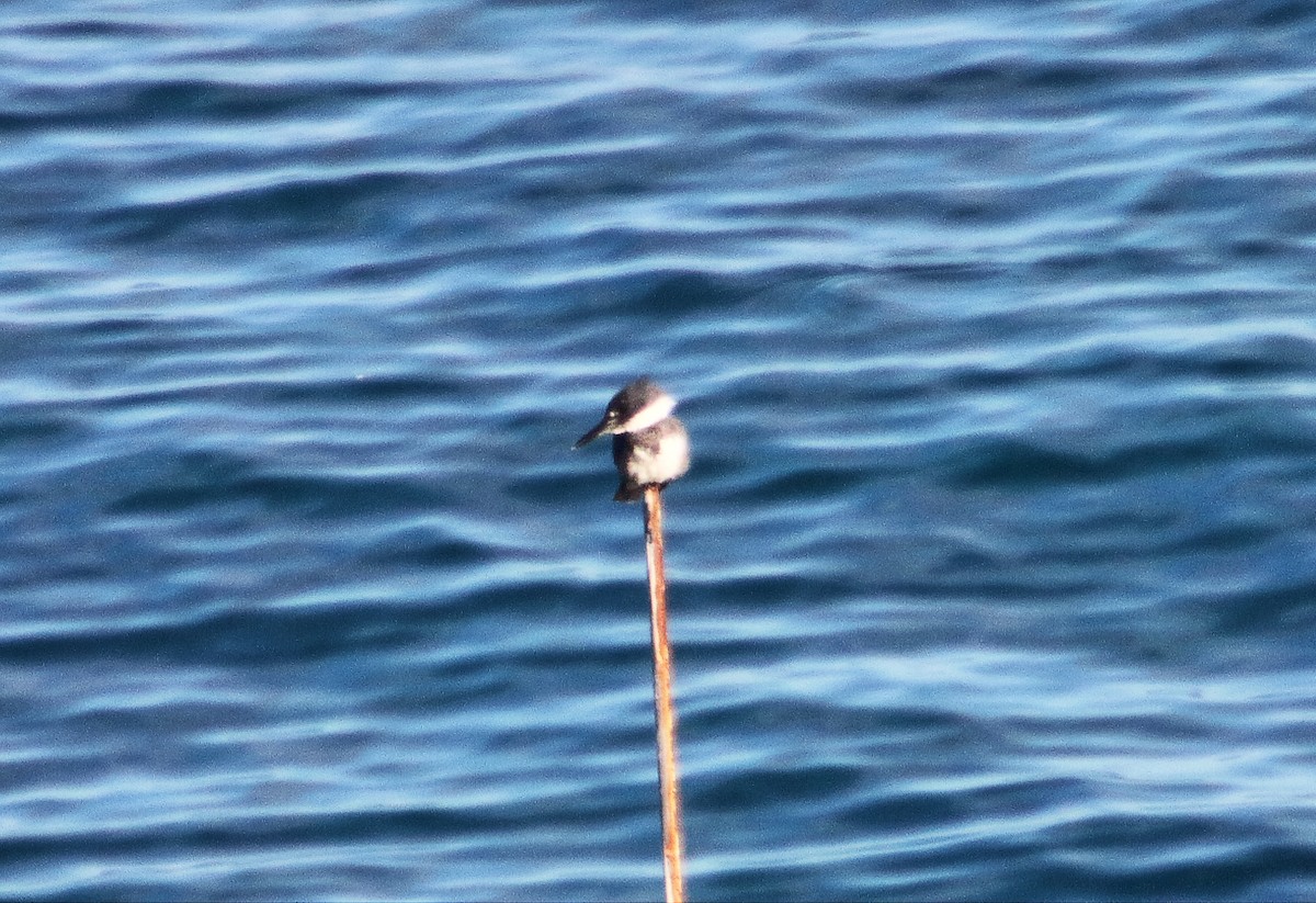 Belted Kingfisher - ML291805201