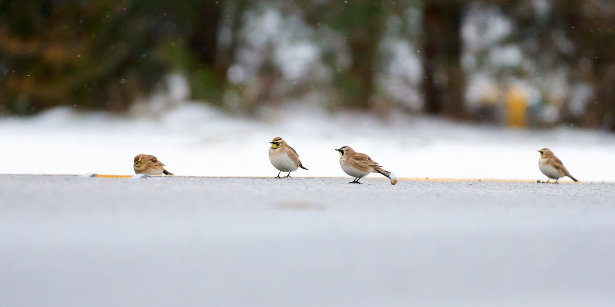 Horned Lark - Alex Eisengart