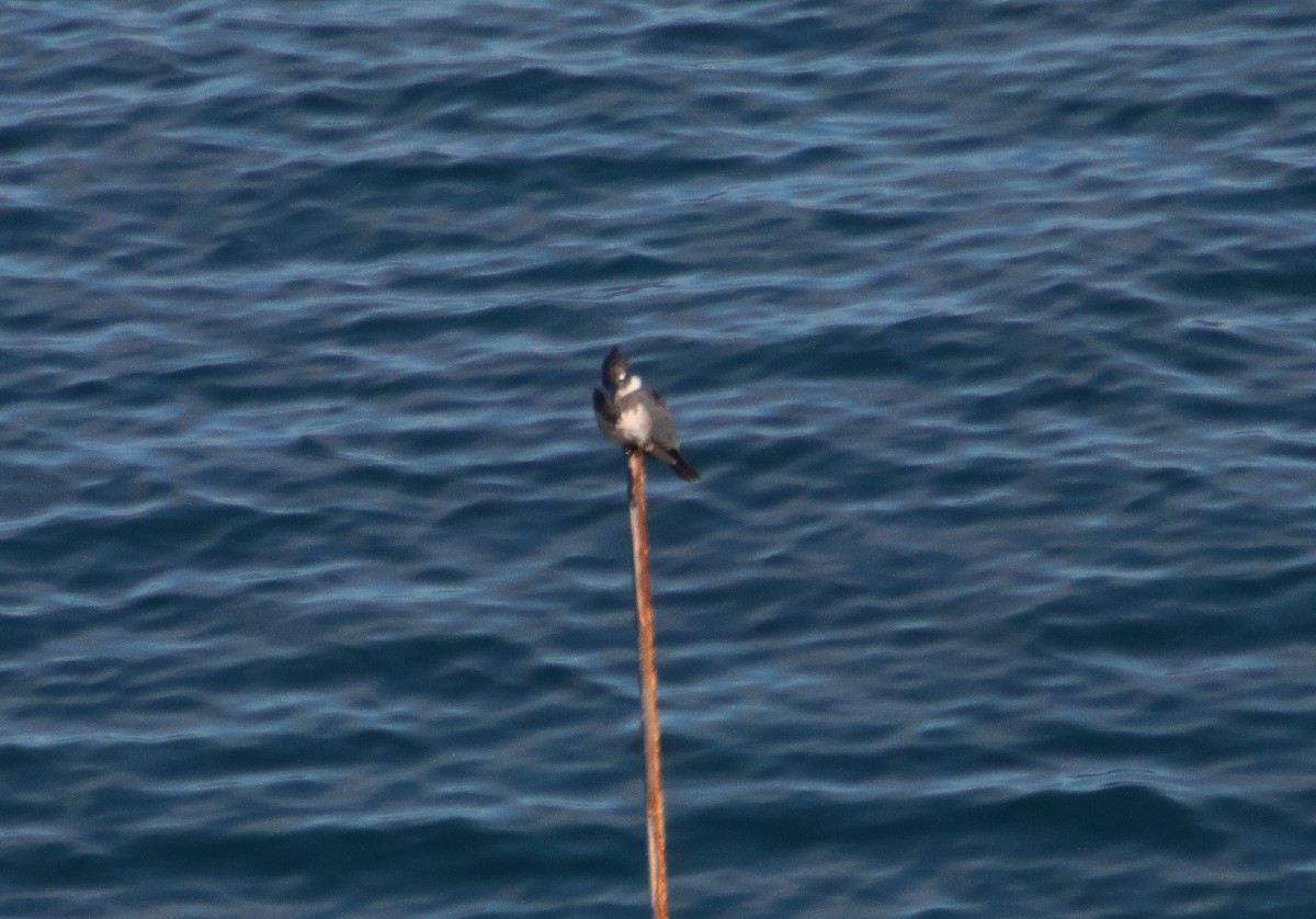 Belted Kingfisher - ML291805531