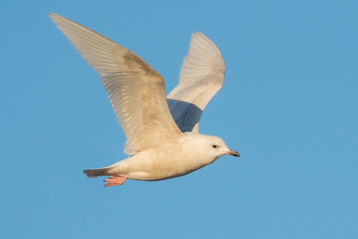 Iceland Gull - ML291805911