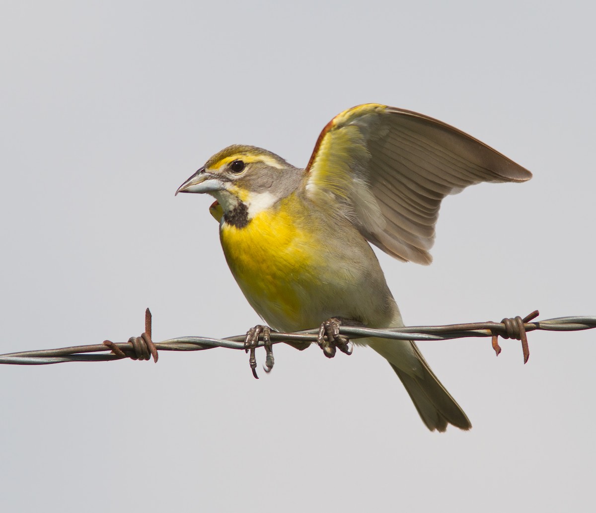 Dickcissel - ML291806661