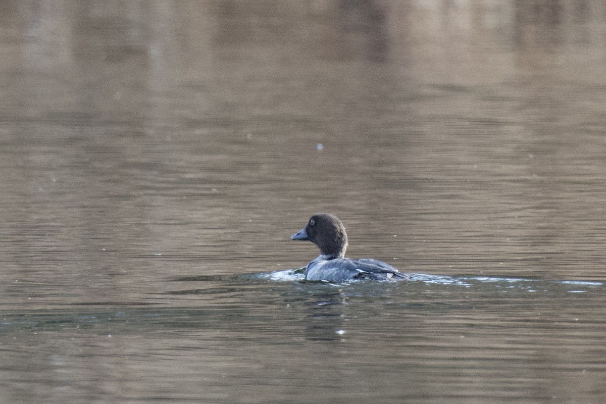 Common Goldeneye - ML291807271