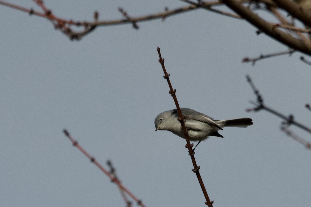 Blue-gray Gnatcatcher - ML291807451