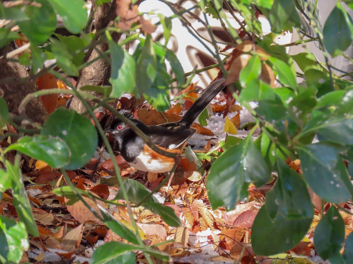 Eastern Towhee - ML291808291