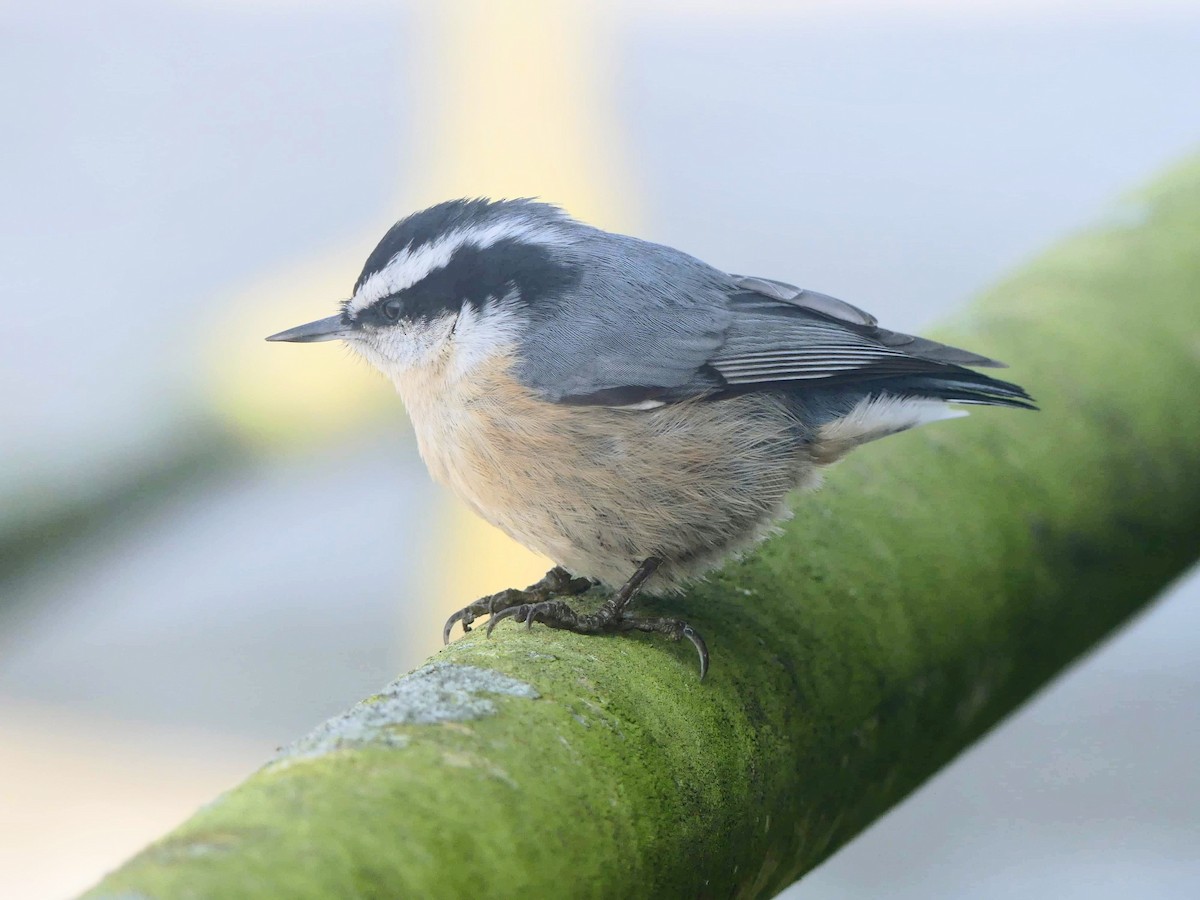Red-breasted Nuthatch - ML291808641