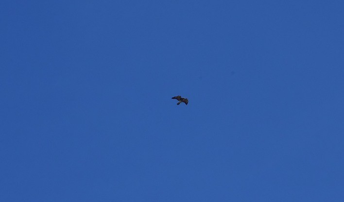 Long-winged Harrier - COA    ANSENUZA