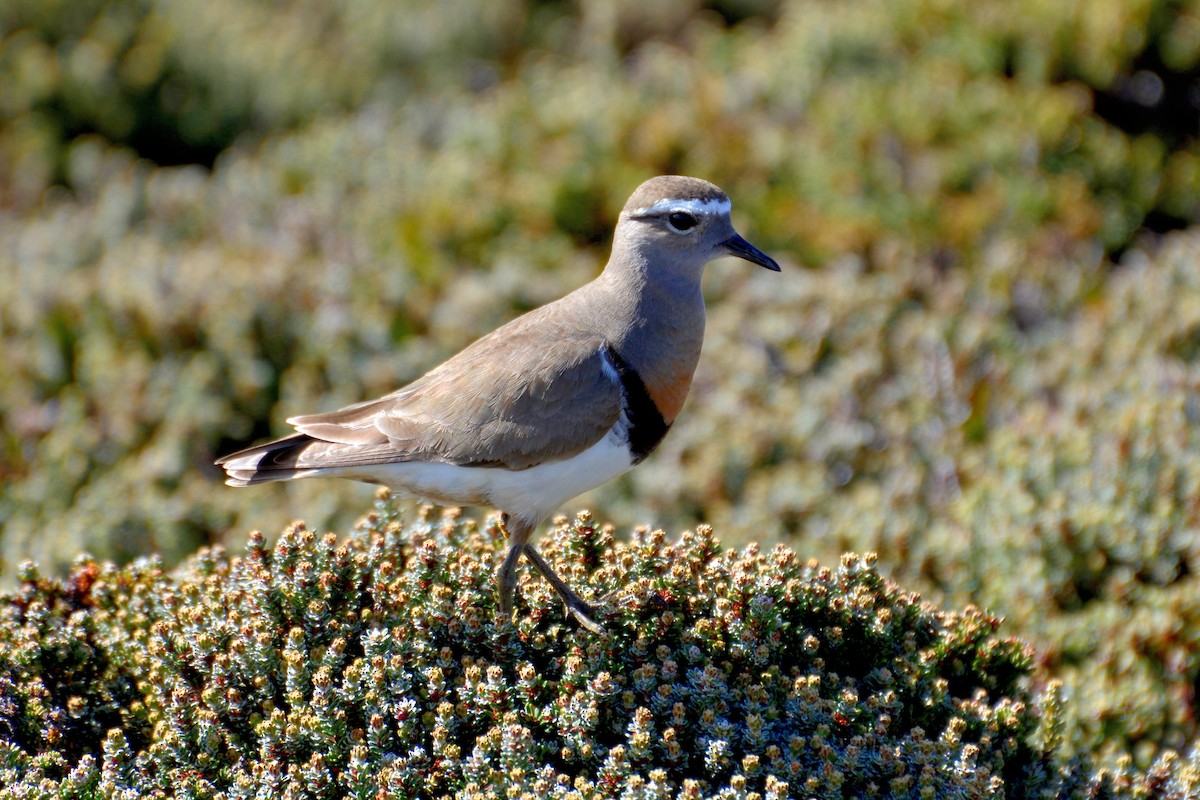 Rufous-chested Dotterel - ML291809251