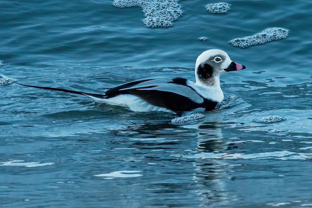 Long-tailed Duck - Bradley Kane