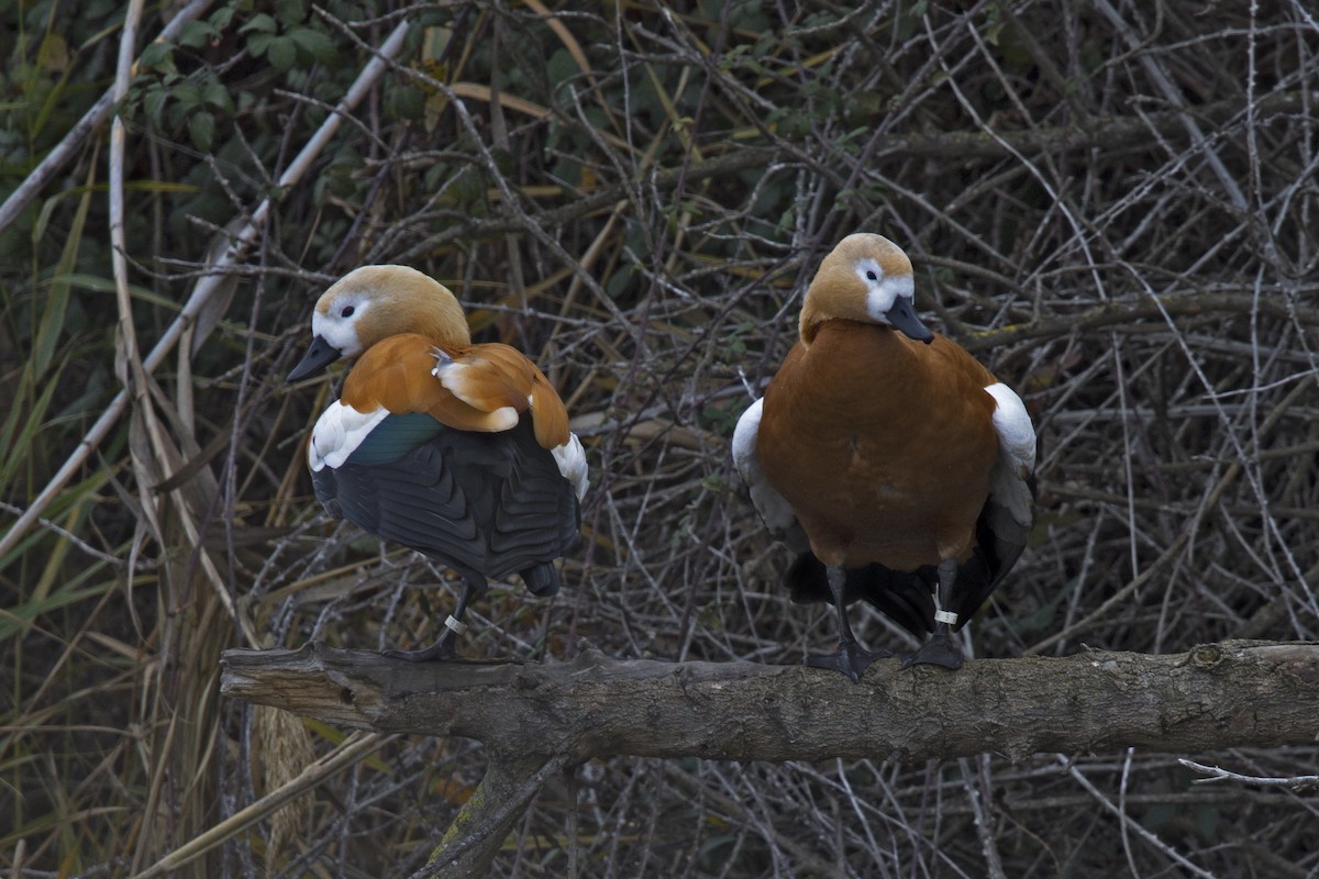 Ruddy Shelduck - Joan Cabellos