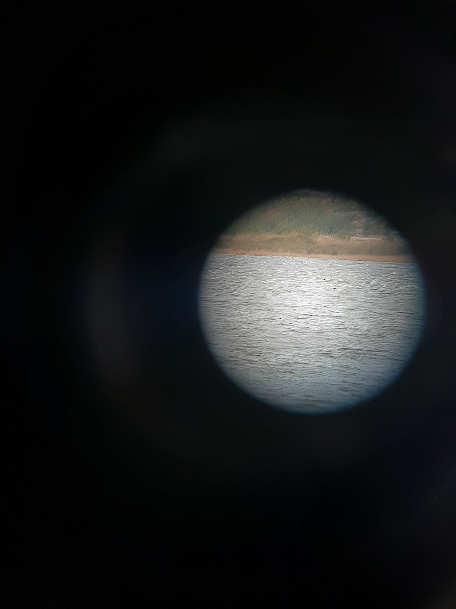 Mediterranean Gull - ML291812911