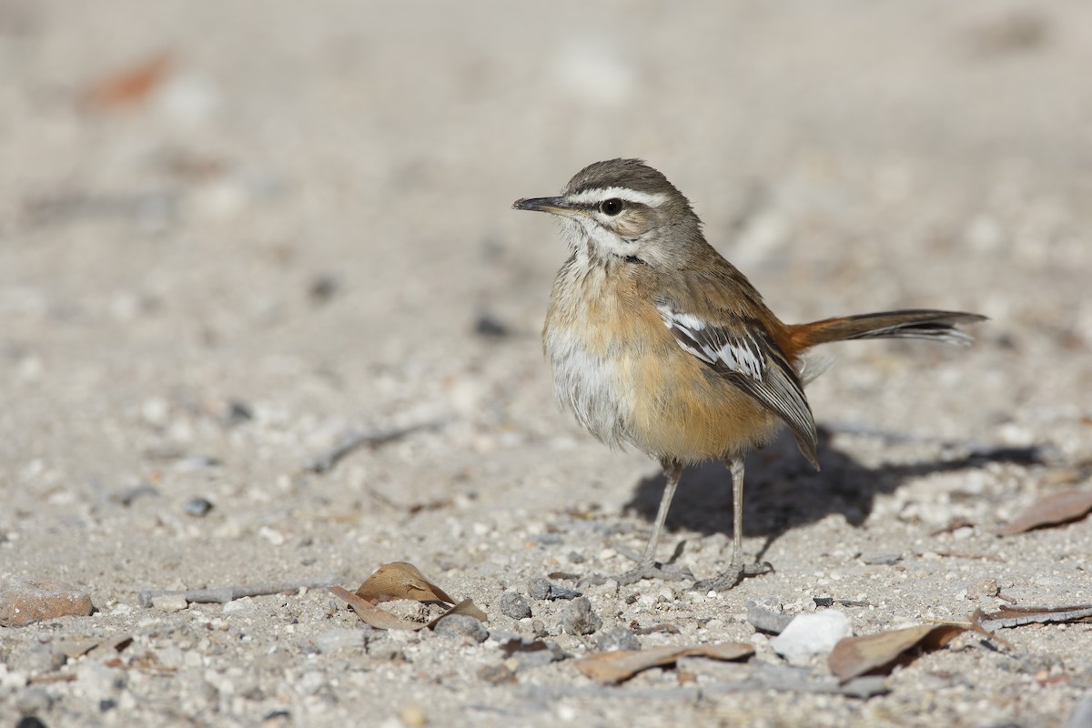 Red-backed Scrub-Robin - Marco Valentini