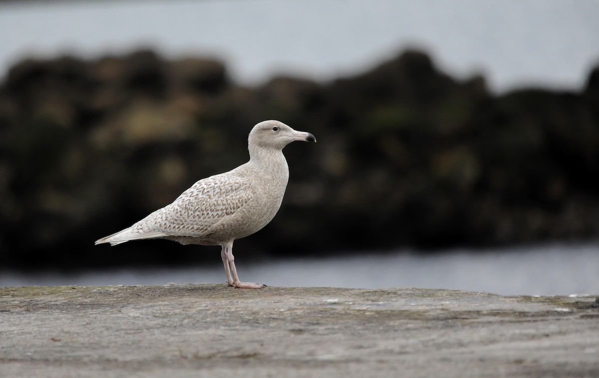 Glaucous Gull - ML291813161