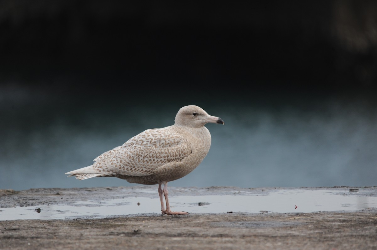 Glaucous Gull - ML291813221