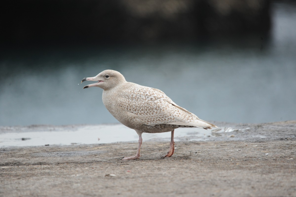 Glaucous Gull - ML291813261